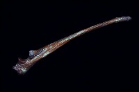 藏品(南方古猿右臂尺骨(模))的圖片